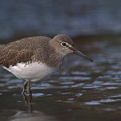 Green Sandpiper